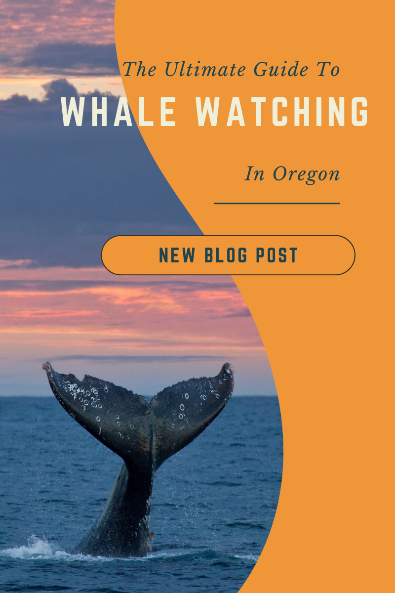 Oregon Coast: The Ultimate Guide To Whale Watching in Brookings, Oregon